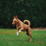 can you sue after a dog bite